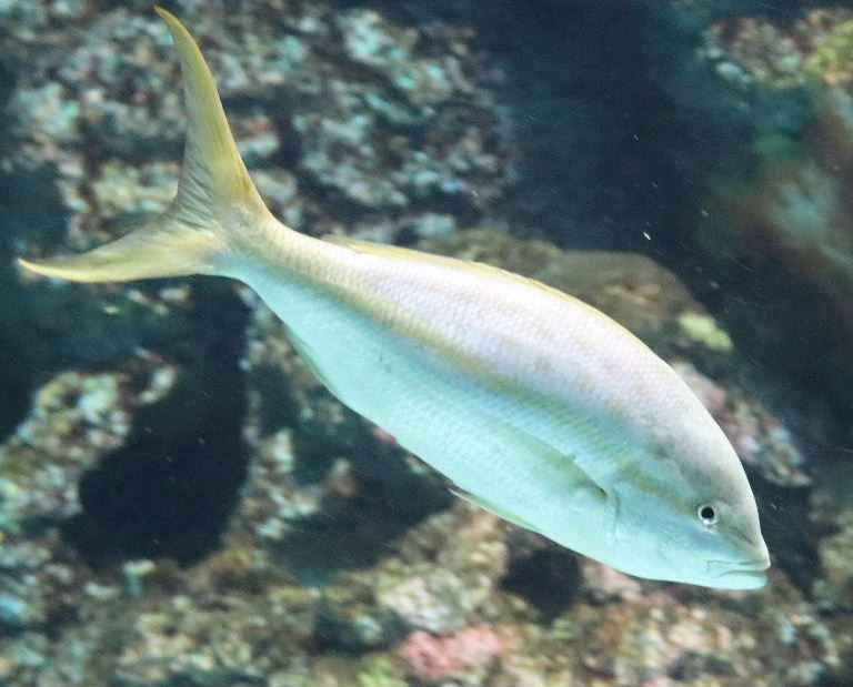 Yellowtail Snapper