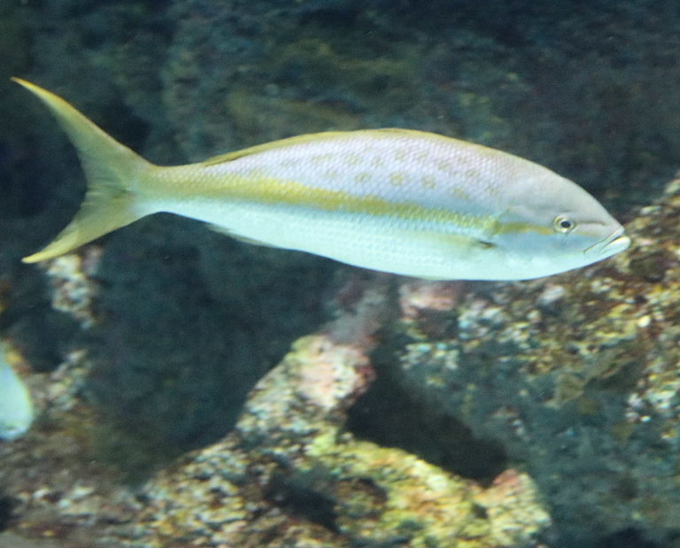 Yellowtail Snapper