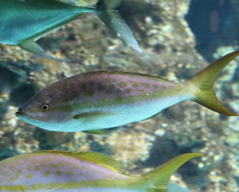 Yellowtail Snapper
