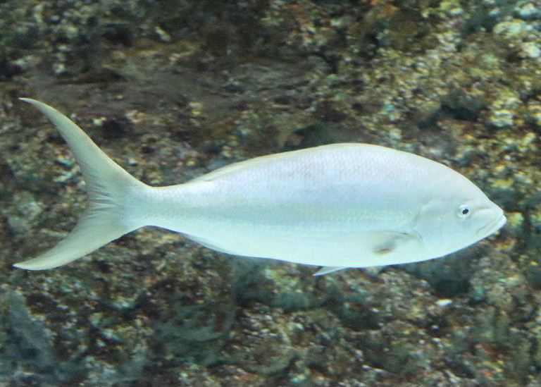 Yellowtail Snapper