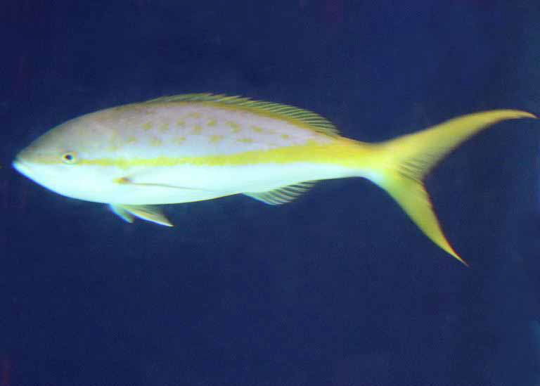 Yellowtail Snapper