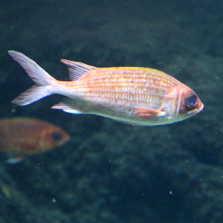 Longspine Squirrelfish
