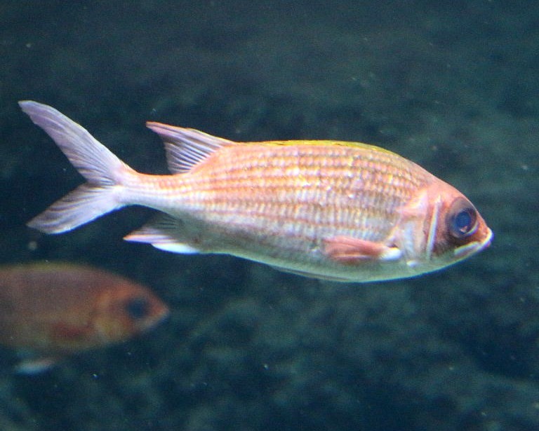 Longspine Squirrelfish