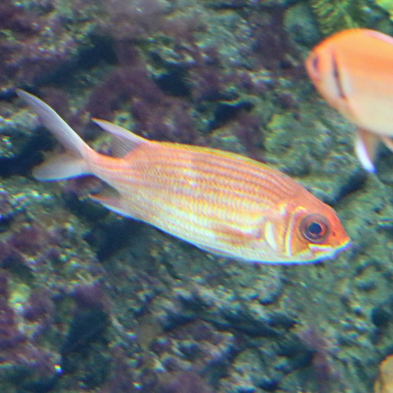 Longspine Squirrelfish