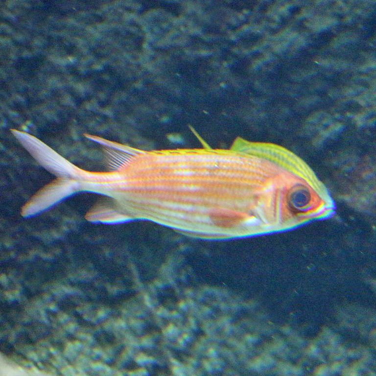 Longspine Squirrelfish