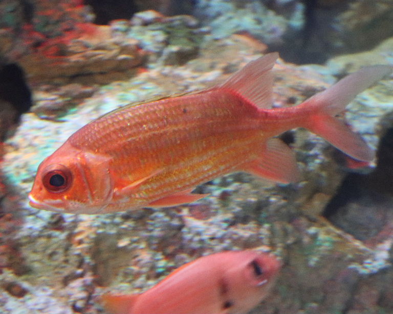 Longspine Squirrelfish