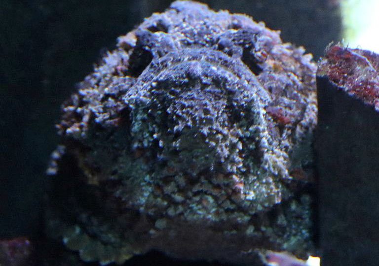 Reef Stonefish