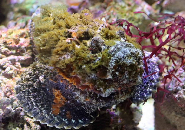 Reef Stonefish