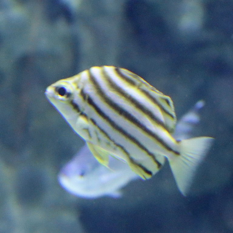 Stripey