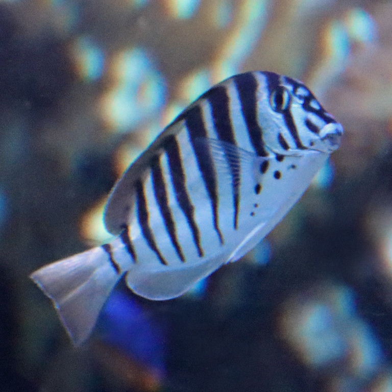 Black-barred Tang