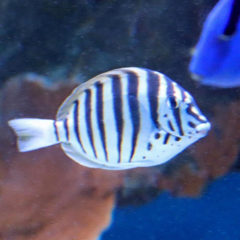 Black-barred Tang