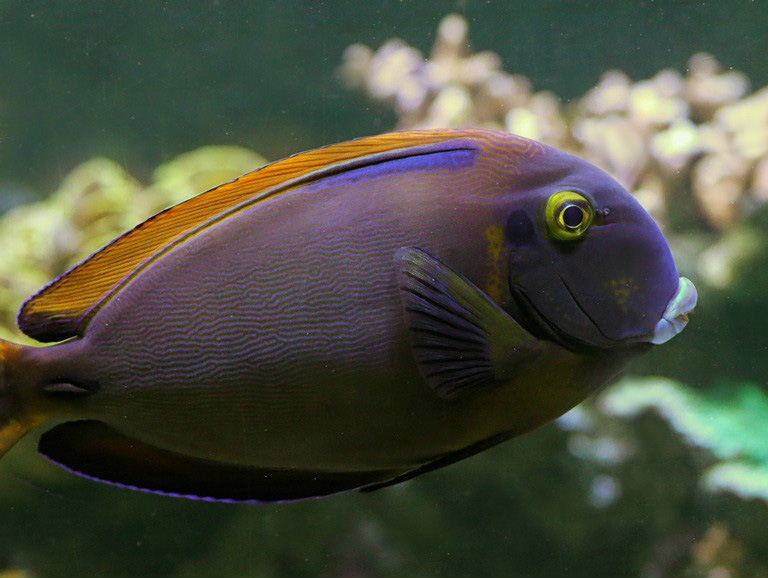 Black-spot Surgeonfish