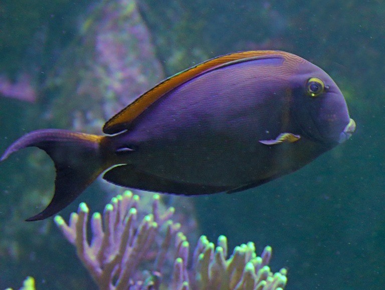 Black-spot Surgeonfish