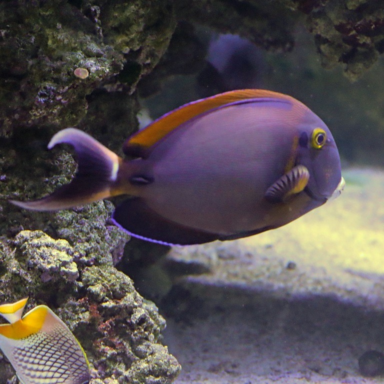 Black-spot Surgeonfish