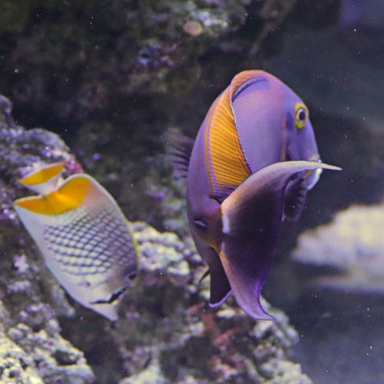 Black-spot Surgeonfish