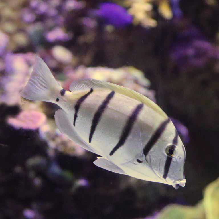 Convict Tang
