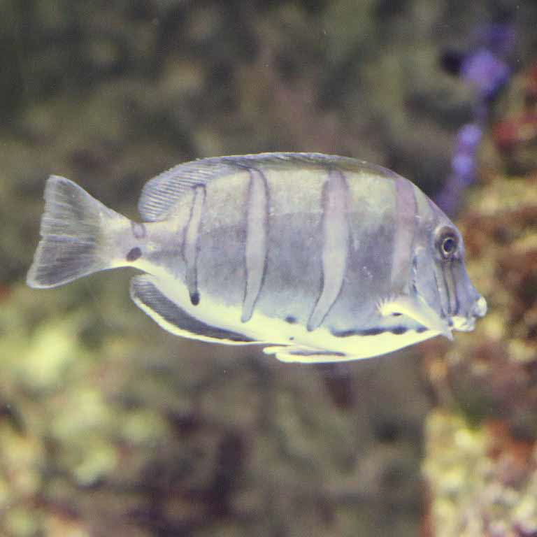 Convict Tang