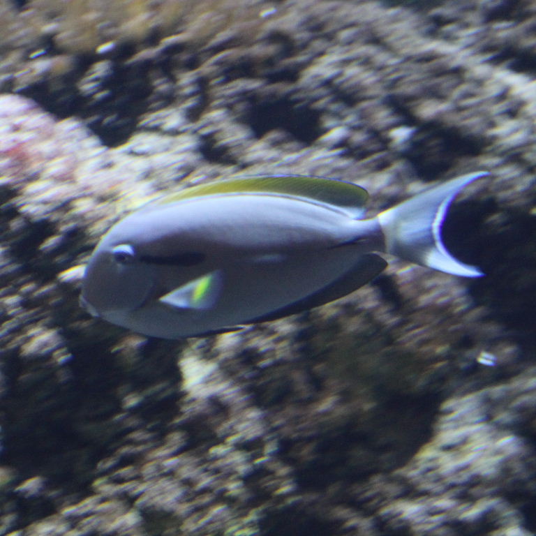 Epaulette Surgeonfish