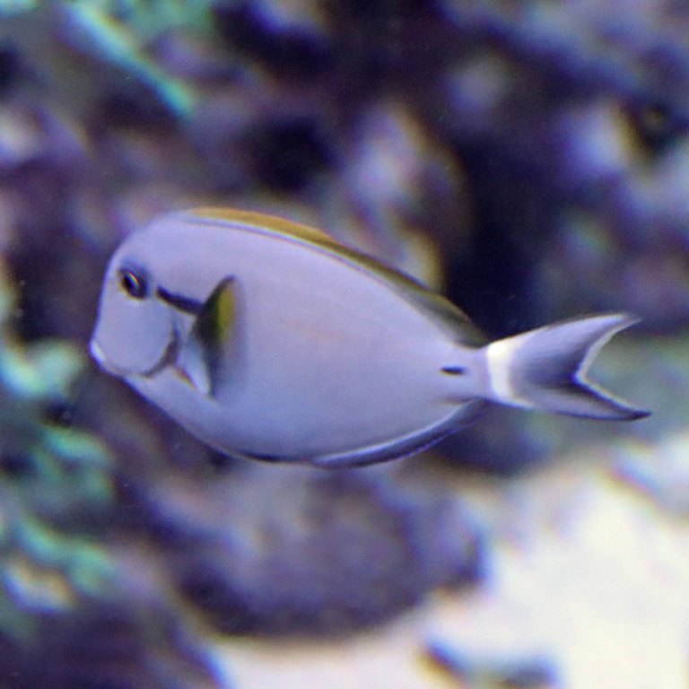 Blackstreak Surgeonfish