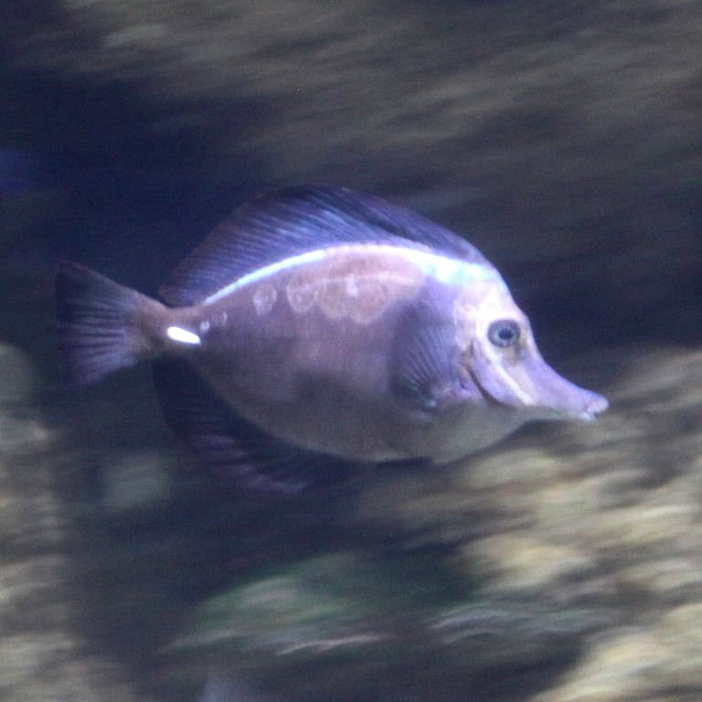Black Longnose Tang