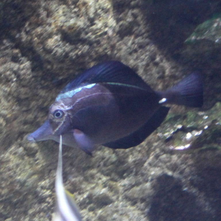 Black Longnose Tang