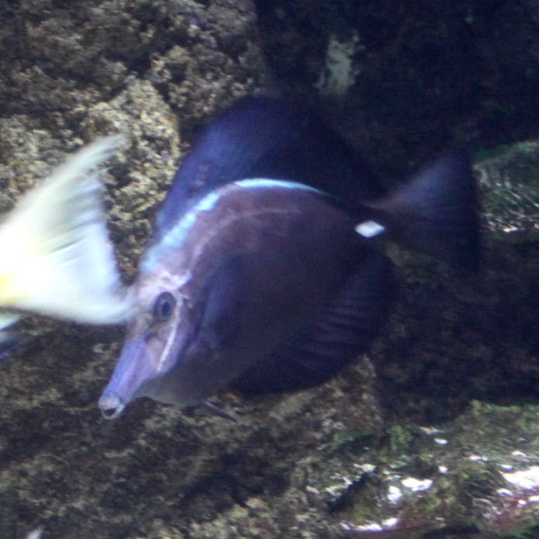 Black Longnose Tang