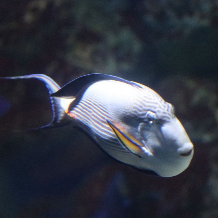 Arabian Tang