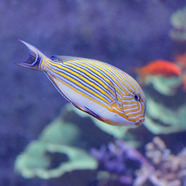 Striped Surgeonfish