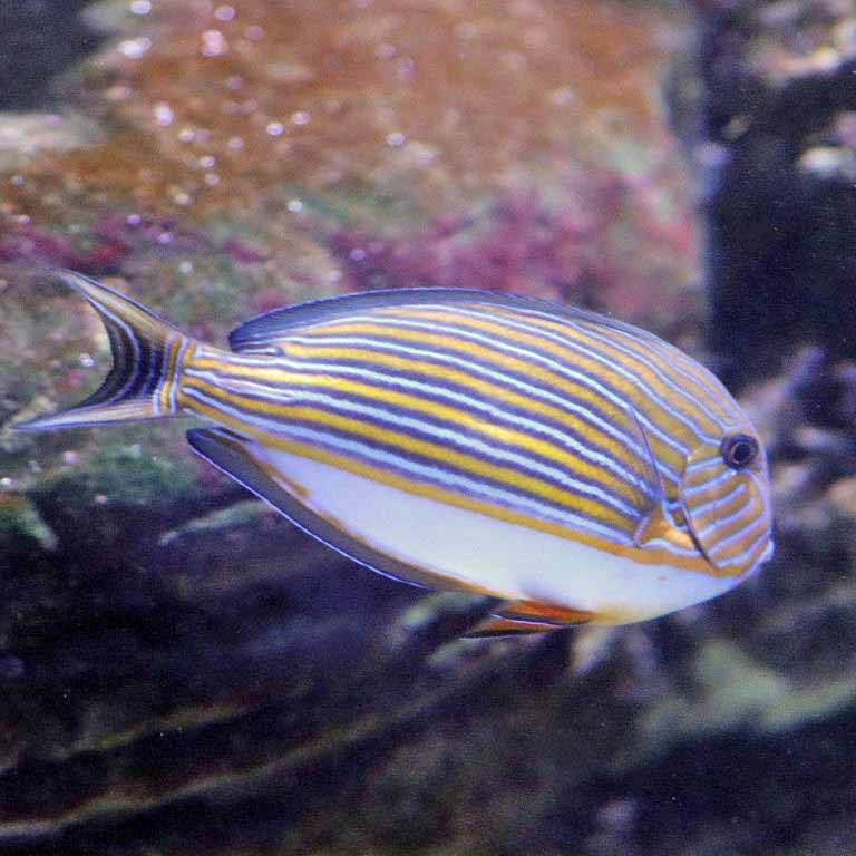Striped Surgeonfish