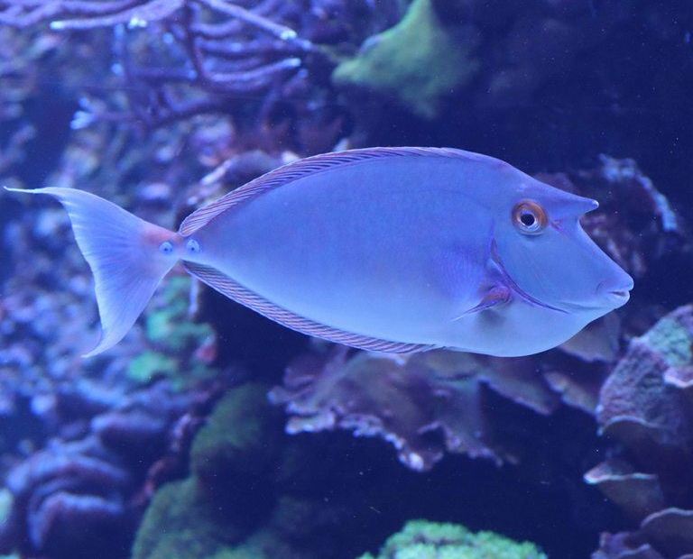Bluespine Unicornfish