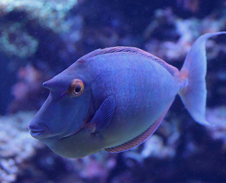 Bluespine Unicornfish