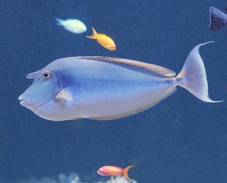 Bluespine Unicornfish