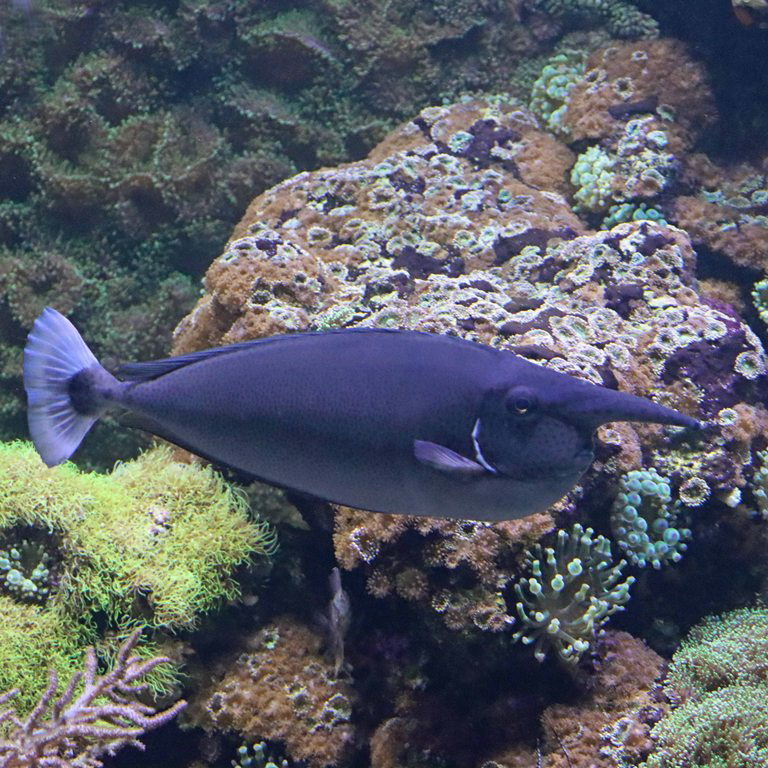 Spotted/Paletail Unicornfish