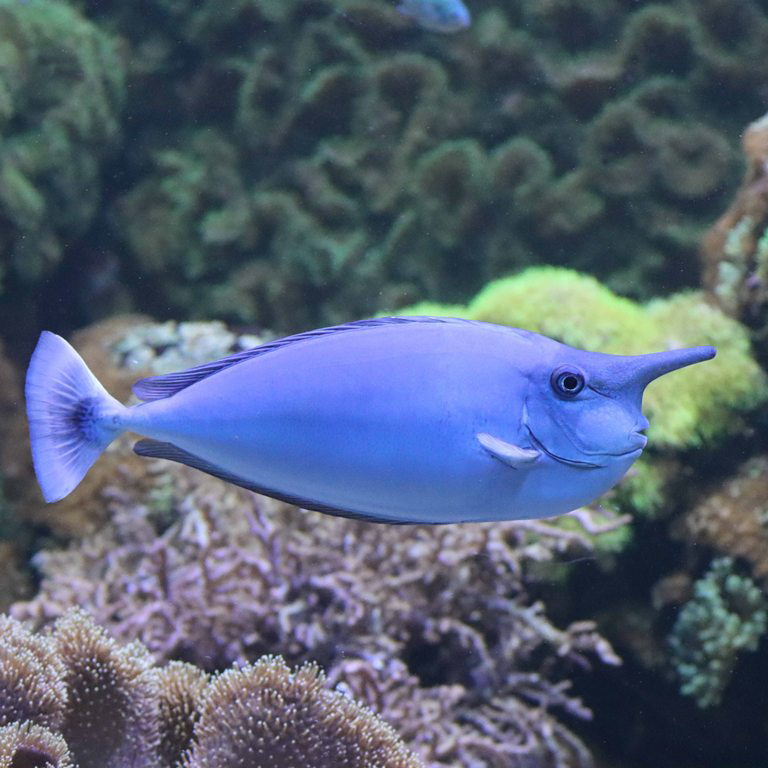 Spotted/Paletail Unicornfish
