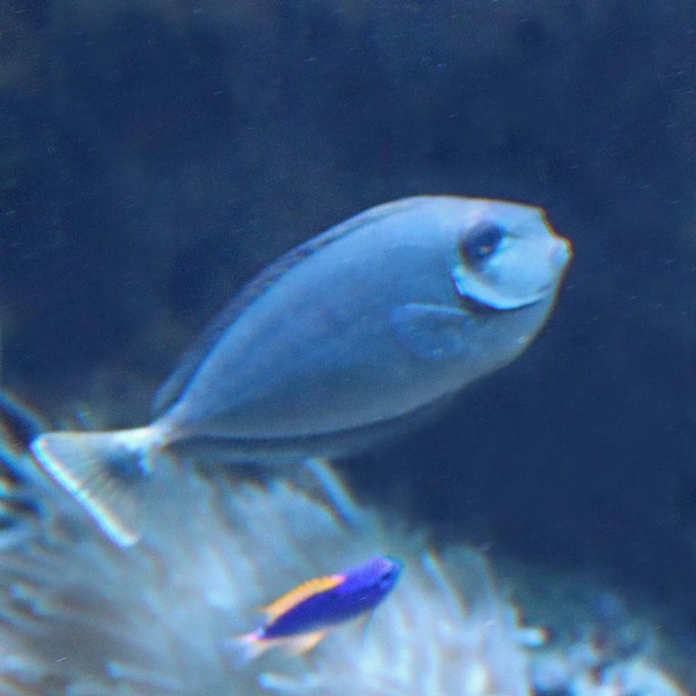 Spotted Unicornfish juvenile