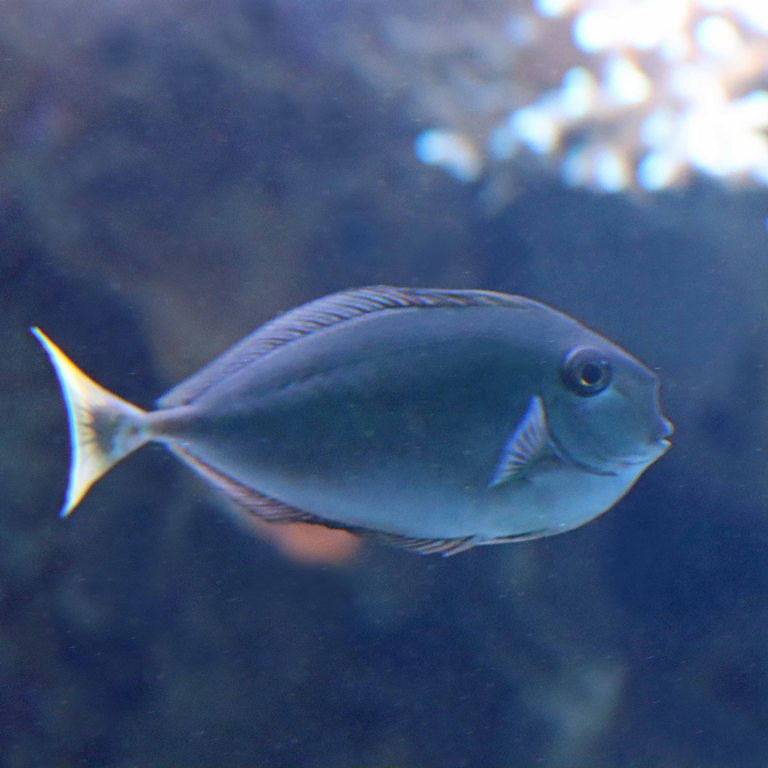 Spotted Unicornfish juvenile
