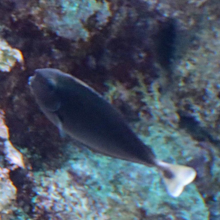 Spotted Unicornfish juvenile