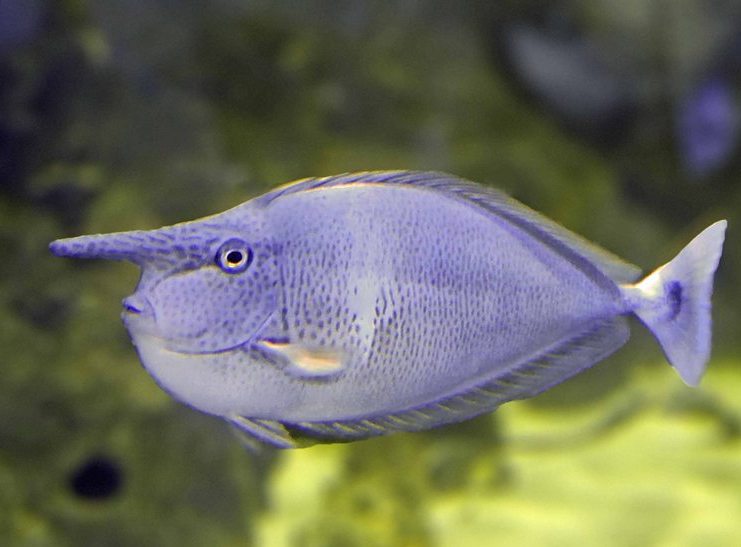 Spotted/Paletail Unicornfish