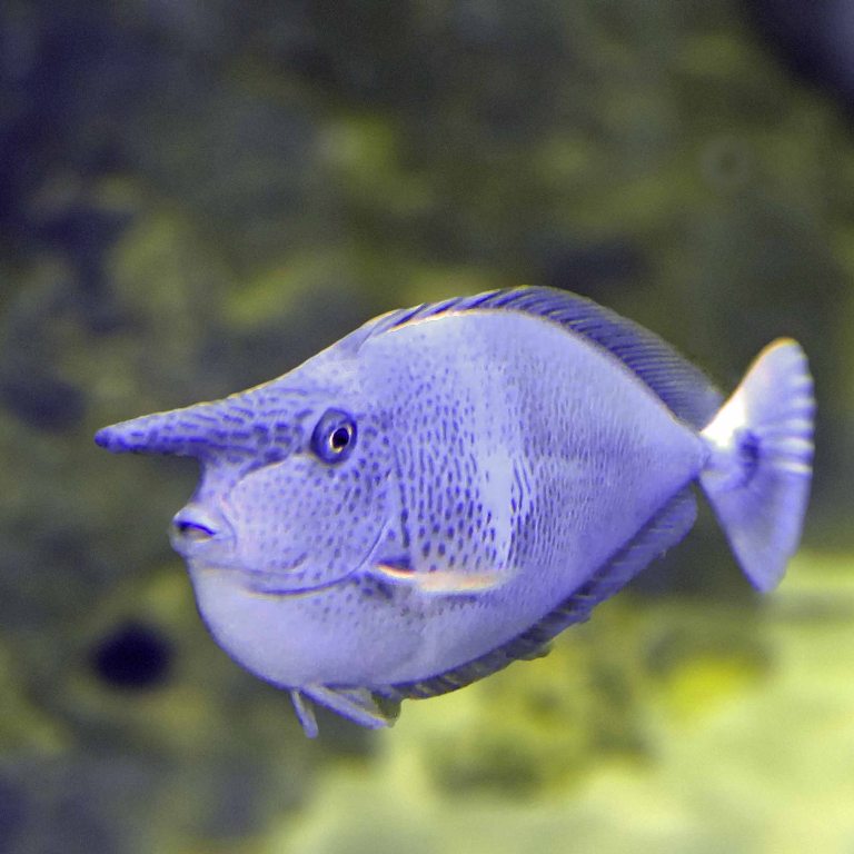 Spotted/Paletail Unicornfish
