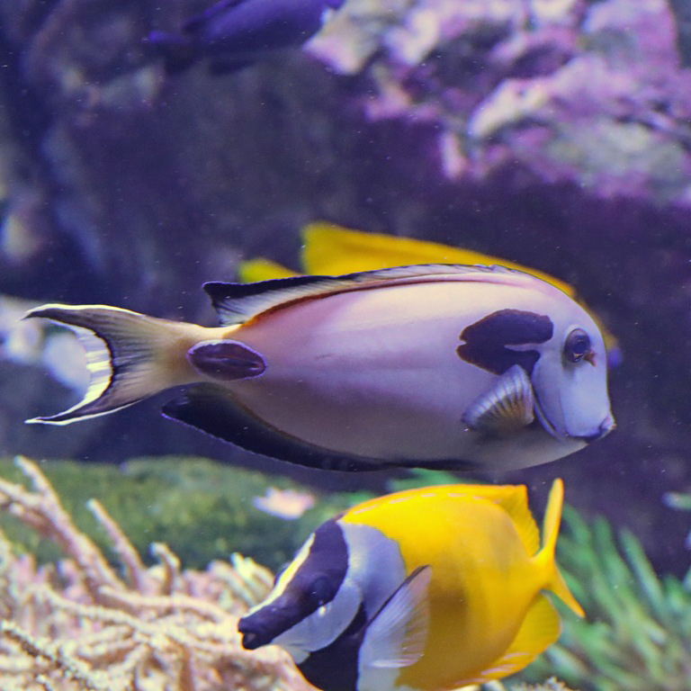 Doubleband Surgeonfish