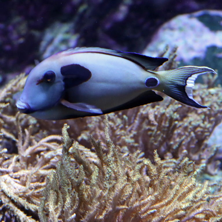Doubleband Surgeonfish