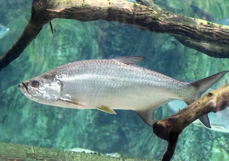 Atlantic Tarpon