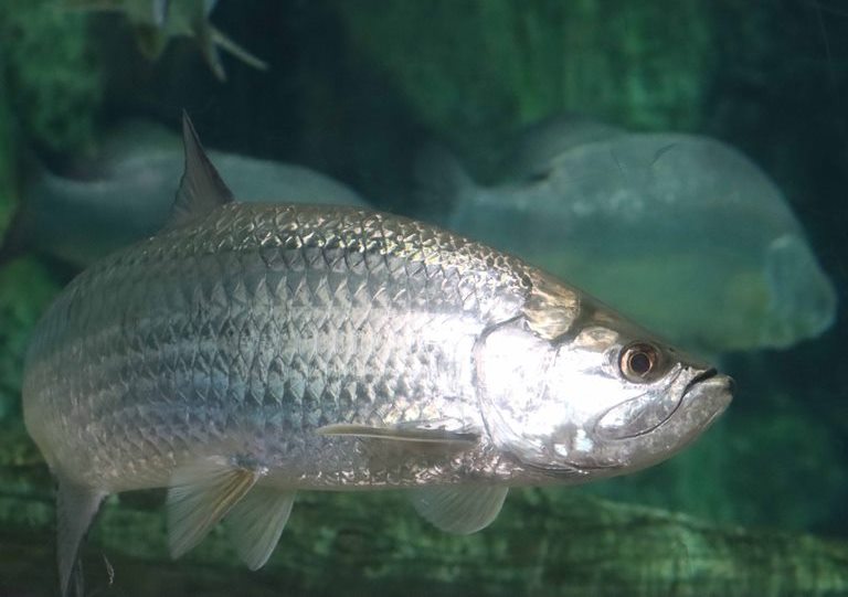 Atlantic Tarpon