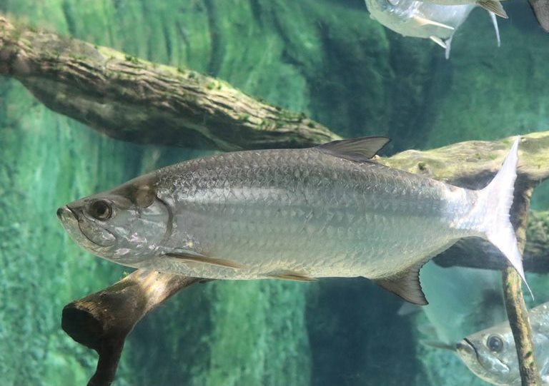 Atlantic Tarpon