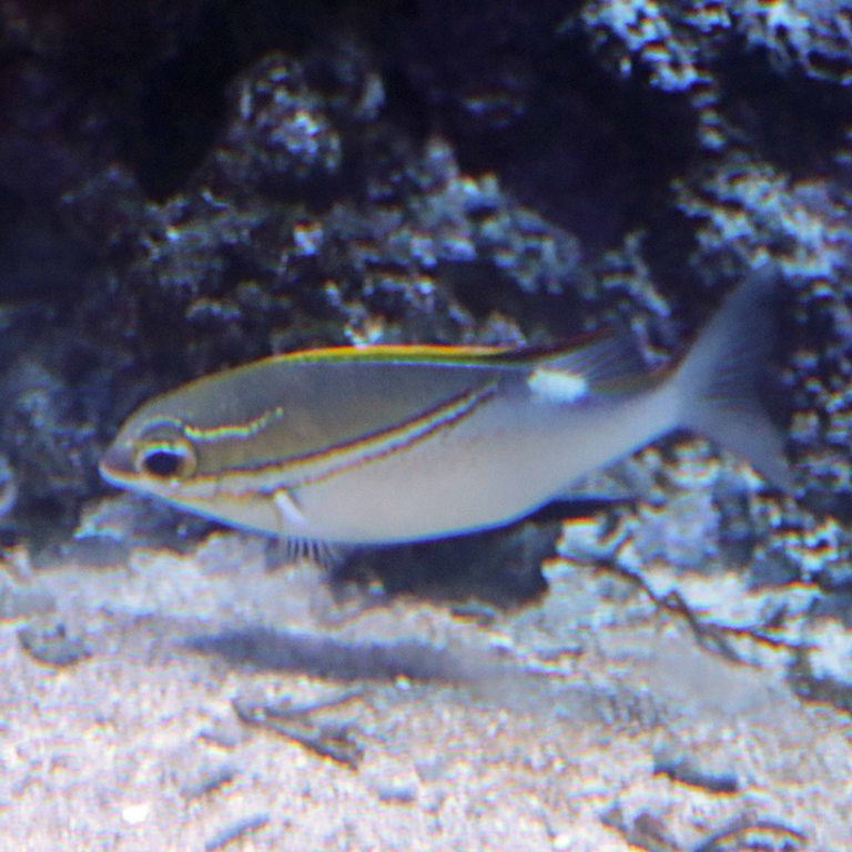 Two-lined Monocle Bream