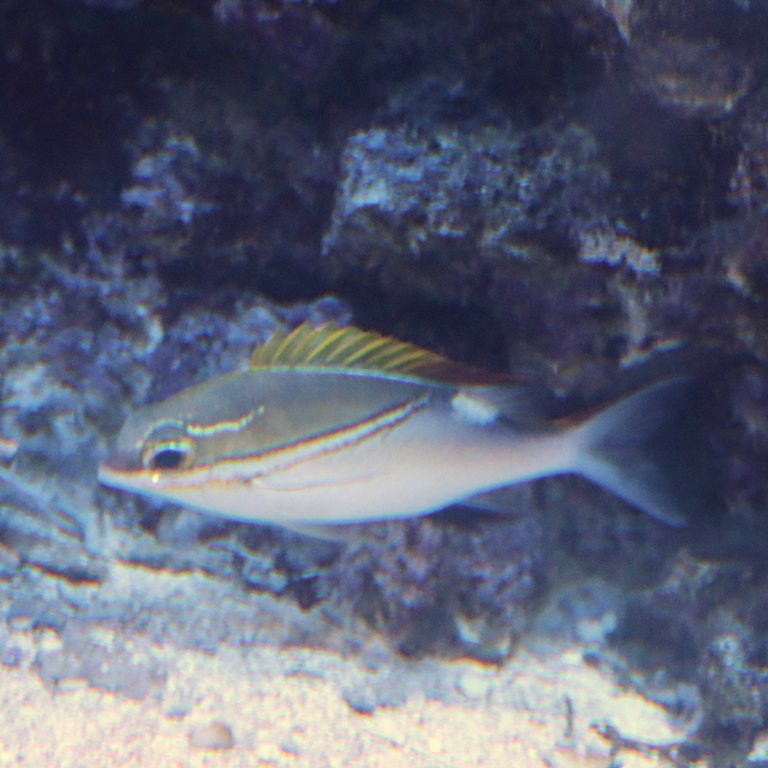 Two-lined Monocle Bream
