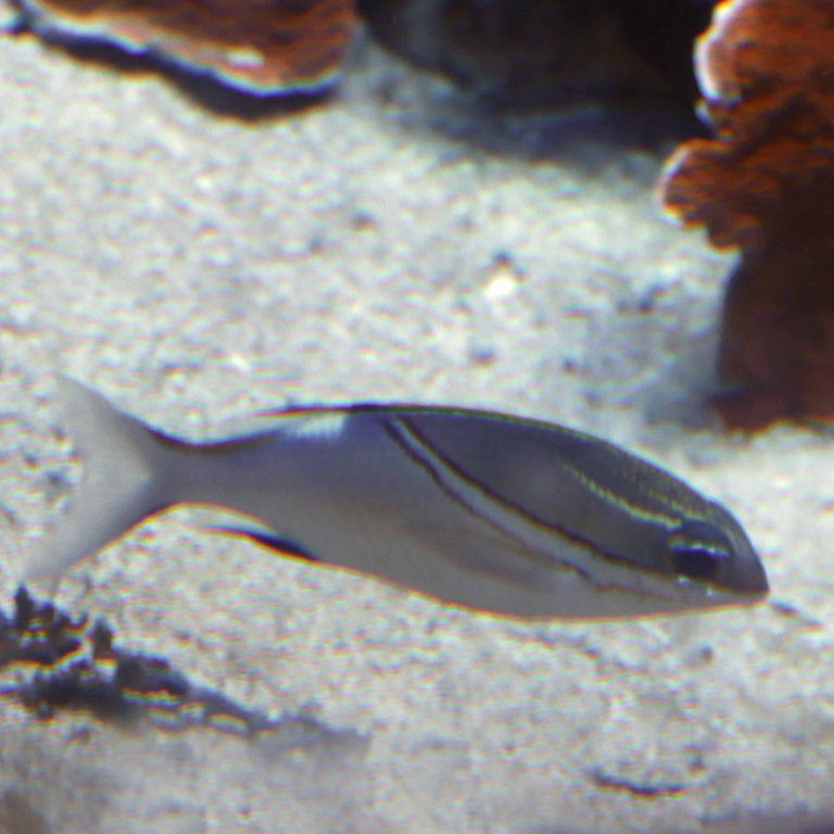 Two-lined Monocle Bream