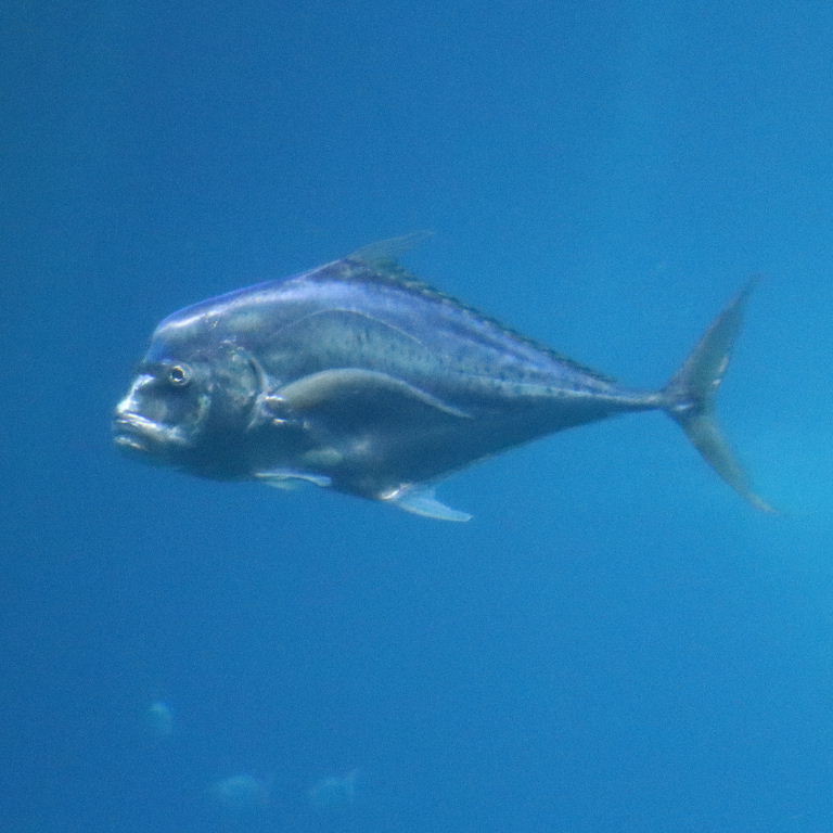 Diamond Trevally