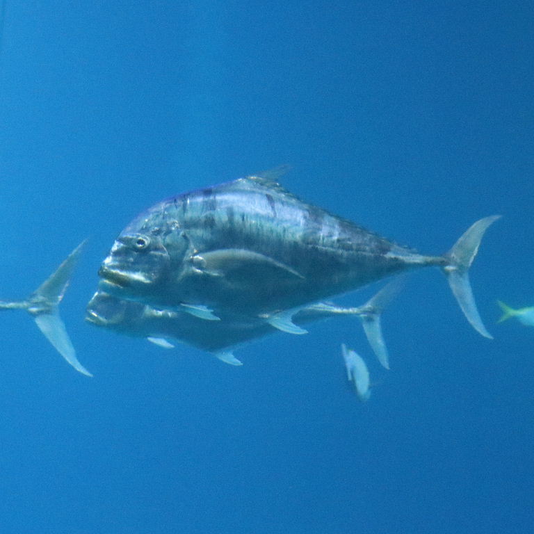 Diamond Trevally
