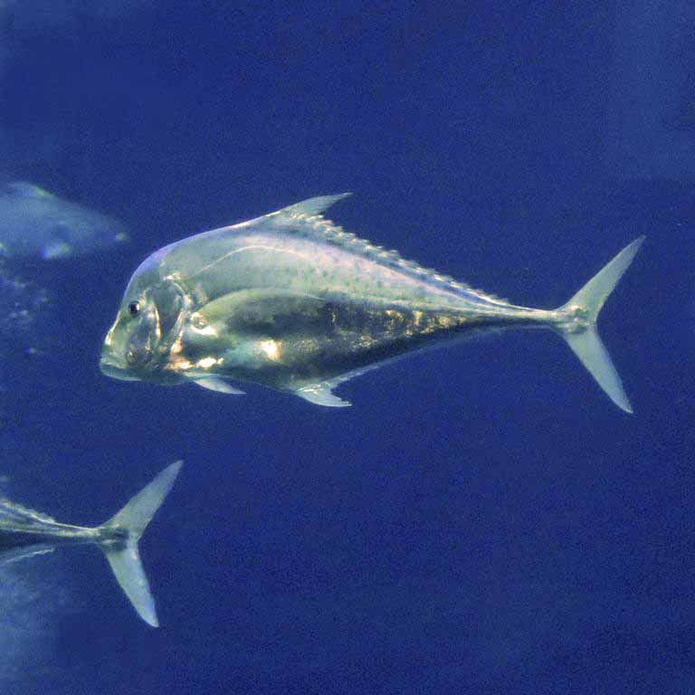 Diamond Trevally